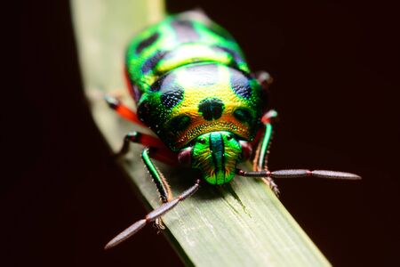 Rainbow shield bug holding grassの写真素材