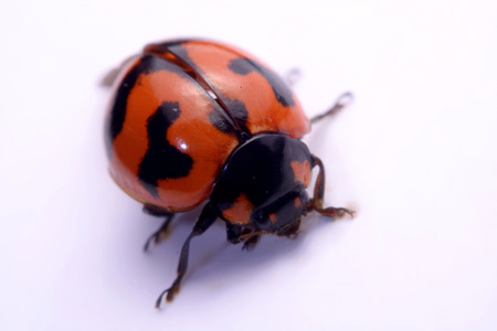 Close up ladybug a white background.の写真素材