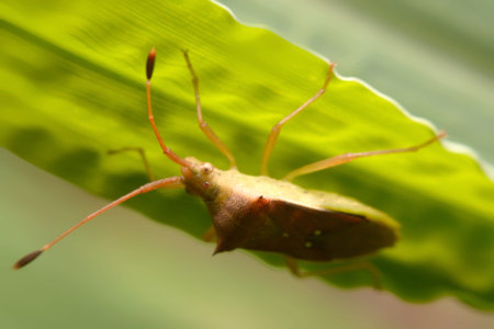 Close up Tessaratoma papillosa on a green background