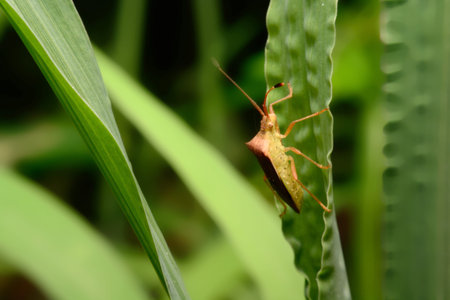 Close up Tessaratoma papillosa on a green background