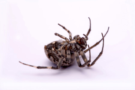 Gray cross spider (Larinioides sclopetarius) on a white background.の写真素材