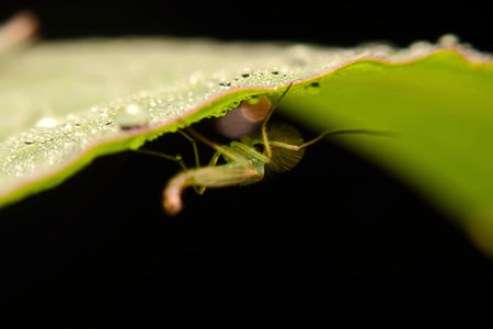 chironomid macro (non-biting midge)