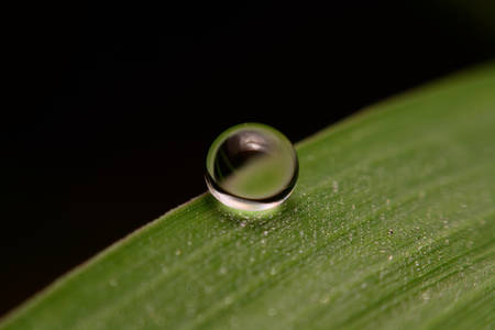 Close-up of a leaf and water drops on it backgroundの写真素材