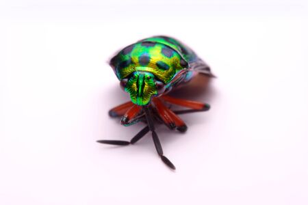 Close up Rainbow shield bug holding (Calidea dregii) on a white background.の写真素材