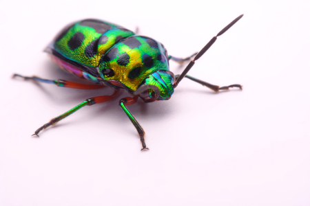 Close up Rainbow shield bug holding (Calidea dregii) on a white background.の写真素材