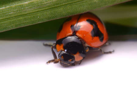 Close up ladybug a white background.の写真素材