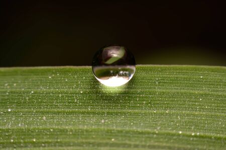Close-up of a leaf and water drops on it backgroundの写真素材