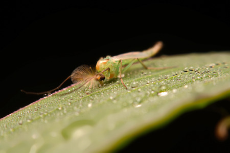 chironomid macro (non-biting midge)の写真素材