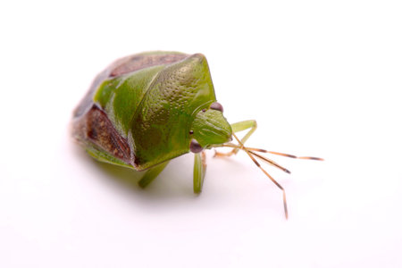 Close up Tessaratoma papillosa on a white background.