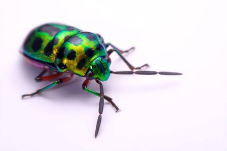 Close up Rainbow shield bug holding (Calidea dregii) on a white background.の写真素材