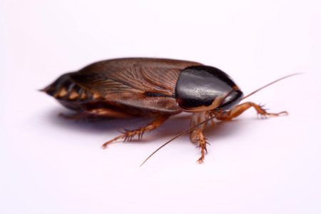 Cockroach species living in Thailand (Burrowing cockroach) on a white background.の写真素材