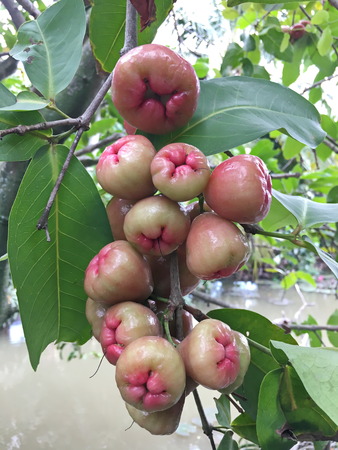 A bunch of apple trees on a natural treeの写真素材