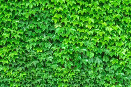 Green leaves. Green leaves background texture. Creative layout made of green leaves.の写真素材
