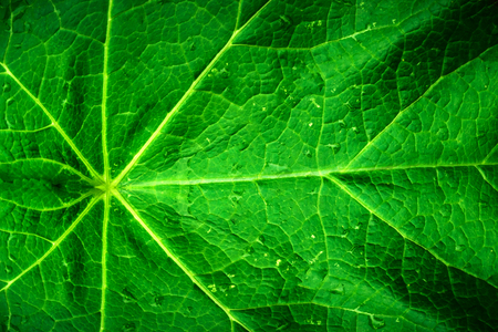 Green leaves. Green leaves background texture. Creative layout made of green leaves.の写真素材