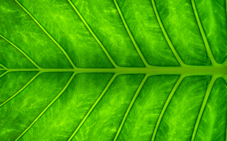Green leaves. Green leaves background texture. Creative layout made of green leaves.の写真素材