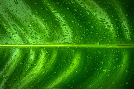 Closeup of green leaves texture background. Green leaves with beautifulの写真素材
