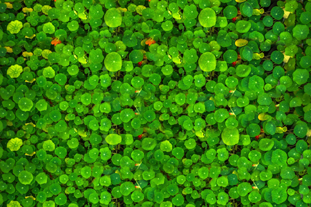 Closeup of green leaves texture background. Green leaves with beautifulの写真素材