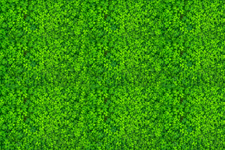 Closeup of green leaves texture background. Green leaves with beautifulの写真素材
