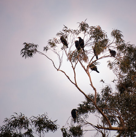 Several birds called Cormorants (Phalacrocorax aristotelis) rest on a treetop in the forest at dawn.