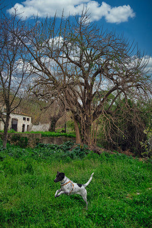 Garden with a large tree and a puppy appears. NOTE: The sky is added.