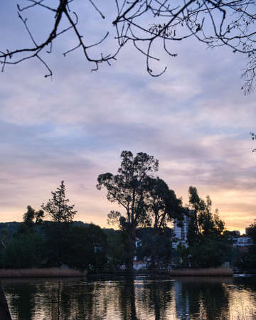 Main subject large tree in a lake. It is a public park in the forest with plants, grass. In the background town houses. The sky covered with clouds.の写真素材