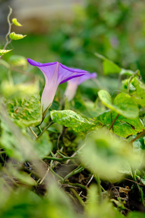 The main motif is the pair of purple flowers and the green background that highlights and blends the...