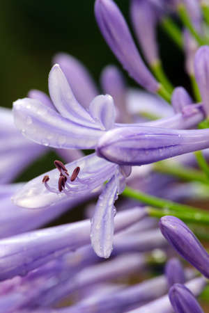In this close-up we find the stamens of the flower in detail and the petals. In addition, you can also see the drops of morning dew.の写真素材