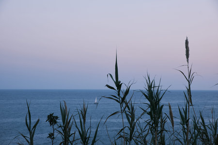 The Mediterranean Sea and a sailboat sailing. In the foreground some branches of plants. The color...