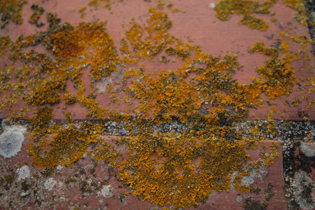 The shot at a brick wall solidified with cement. Observe different biological organisms. It shows different textures and warm colors.の写真素材