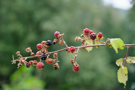 Tree branch full of fruits called raspberries in the forest with flash light.の写真素材