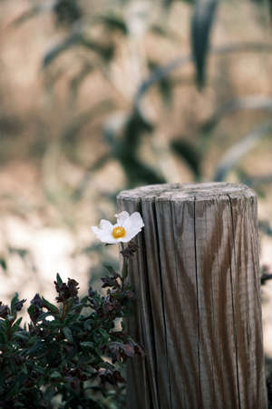 The main object is a flower resting on a trunk. The composition is pleasant due to how the flower stands out with the rest of the elements.の写真素材