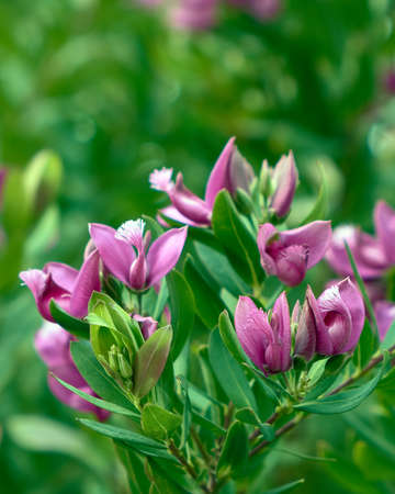 A tall, straight flower appears as a spearhead exit. The defocused bokeh technique helps bring the flower to the fore.の写真素材