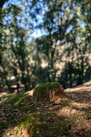 The main object is a natural mound with a mossy top. The scene takes place in a forest full of nature and serenity.の写真素材