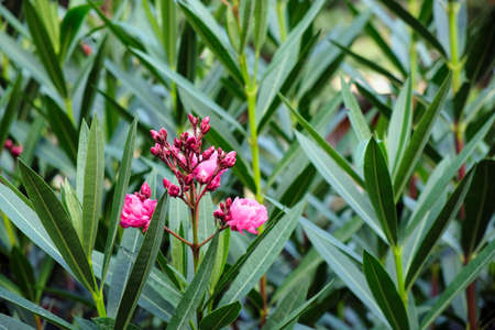 Red flowers surrounded by plant leaves. Shot at sunset in the forest.の写真素材