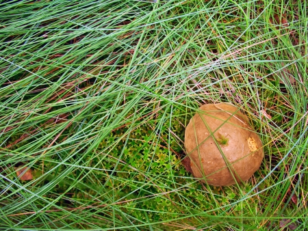 Green grass background with mushroomの写真素材