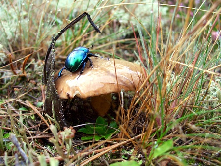 Green Rose Chafer (Cetonia aurata) on the wet mushrooms capの写真素材