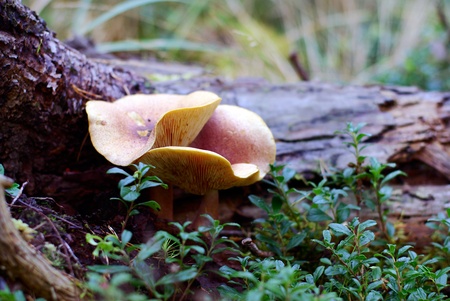 Mushrooms Plums and Custard (Tricholomopsis rutilans) growing on rotten logの写真素材