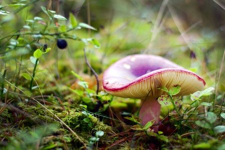 Russule - beautiful edible mushroom in bright forest, close-up view.の写真素材