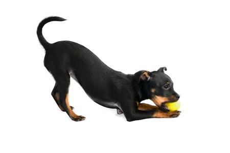 Cute puppy of russian toy-terrier,playing with tennis-ballの写真素材