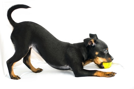 Cute puppy of russian toy-terrier, playing with tennis-ballの写真素材