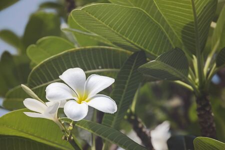 Blooming frangipani tree. White exotic flowers, symbol of purity and wellness. Natural light effect.の写真素材