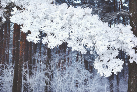 Snow-covered tree branch on blue forest background