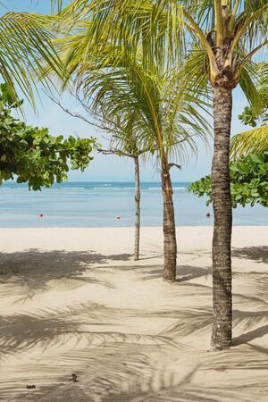 Tropical trees at Indonesian coastの写真素材
