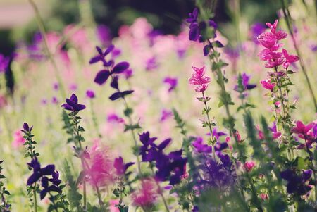 Purple flower field background, natural soft lightの写真素材