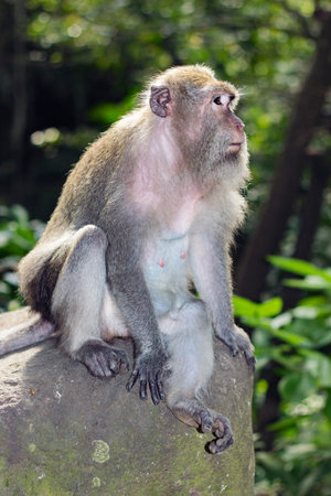 Long tailed Macaque monkey on Bali, Indonesiaの写真素材