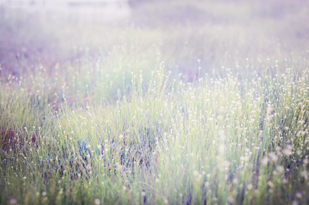 Summer grass meadow with a soft instagram like filter.の写真素材