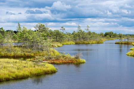 Kemeri bog in Latvia, popular eco-tourism place