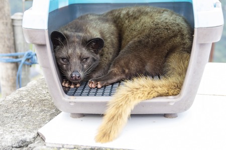 Asian palm civet in carrier. Civet coffee, or kopi luwak in Indonesian, is made from beans that have been extracted from the excrement of civet. 1 kg of roasted beans can fetch as much as 130USD in Indonesia and five times more overseas.の写真素材
