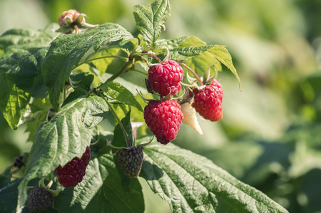 Garden raspberry. Branch with berries. Sunny day in gardenの写真素材