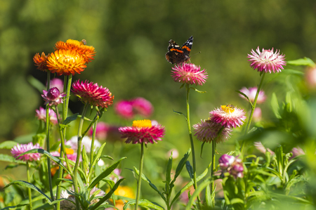 Red Admiral (Vanessa atalanta) butterfly feeding on Strawflower (Xerochrysum bracteatum), shallow depth of focus.の写真素材